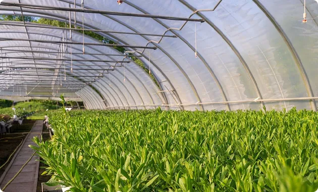 new energy solution can be used in greenhouse