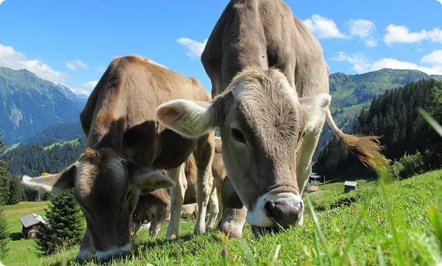 new energy solution can be used in livestock